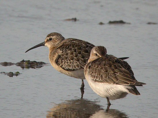 Curlew Sandpiper