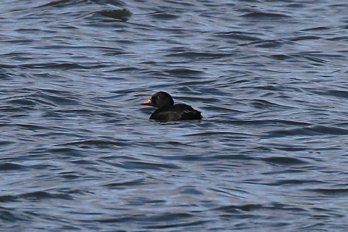 Common Scoter