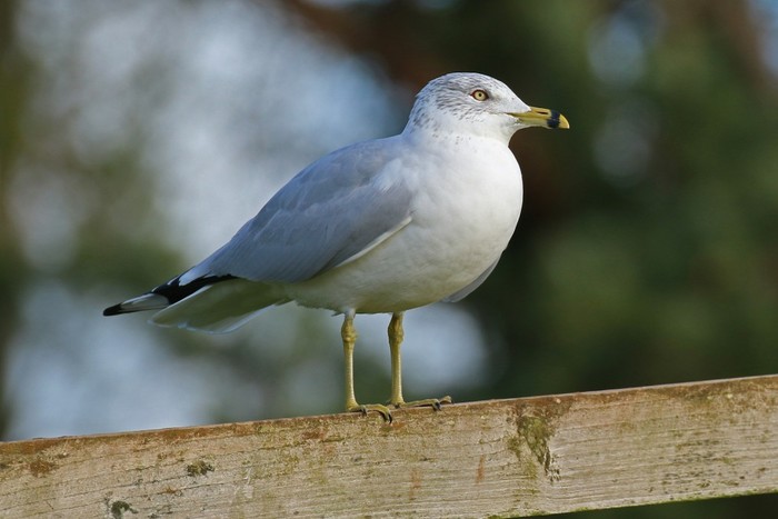 Ring-billed Gull