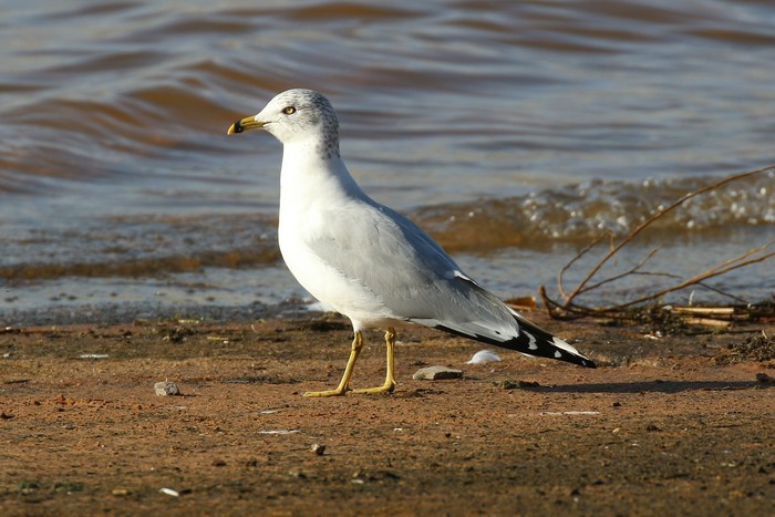 Ring-billed Gull