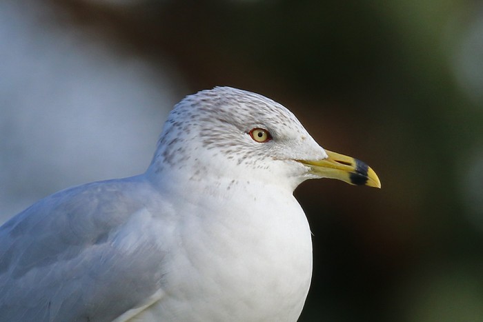 Ring-billed Gull