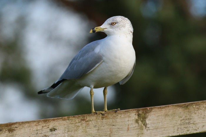 Ring-billed Gull