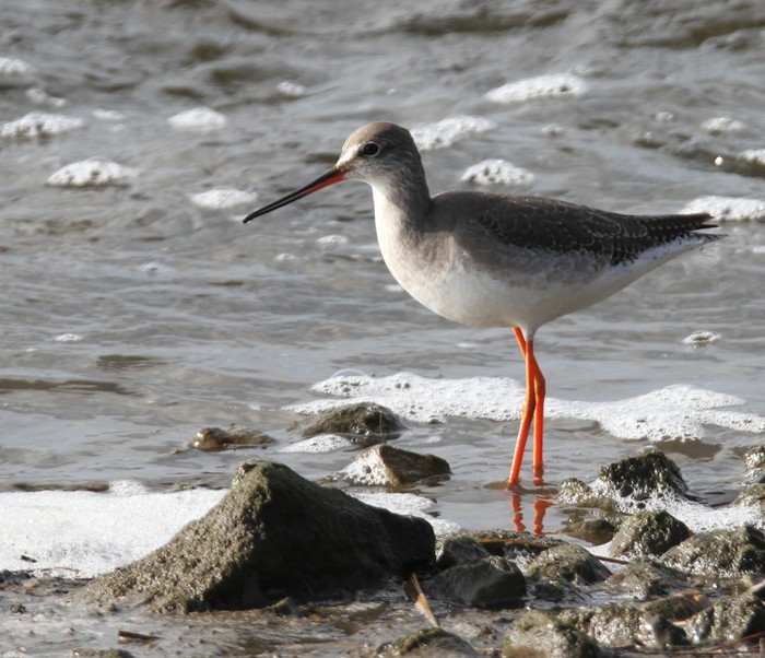 Spotted Redshank