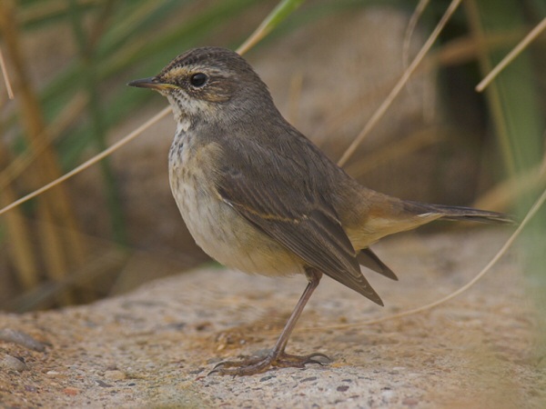 Bluethroat