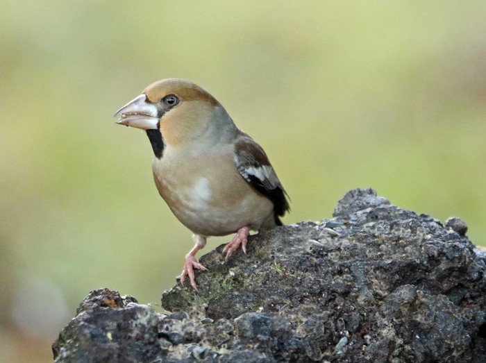 Hawfinch