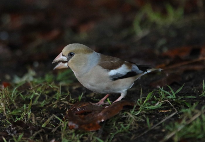Hawfinch