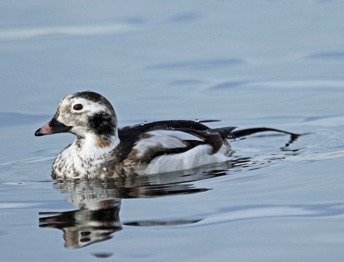 Long-tailed Duck