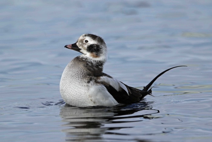 Long-tailed Duck