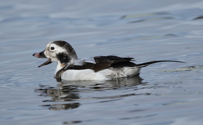 Long-tailed Duck
