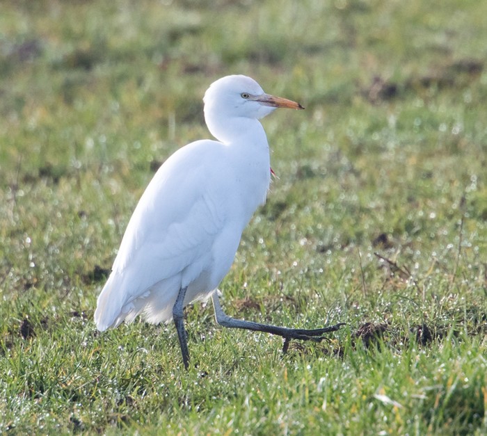 cattle egret