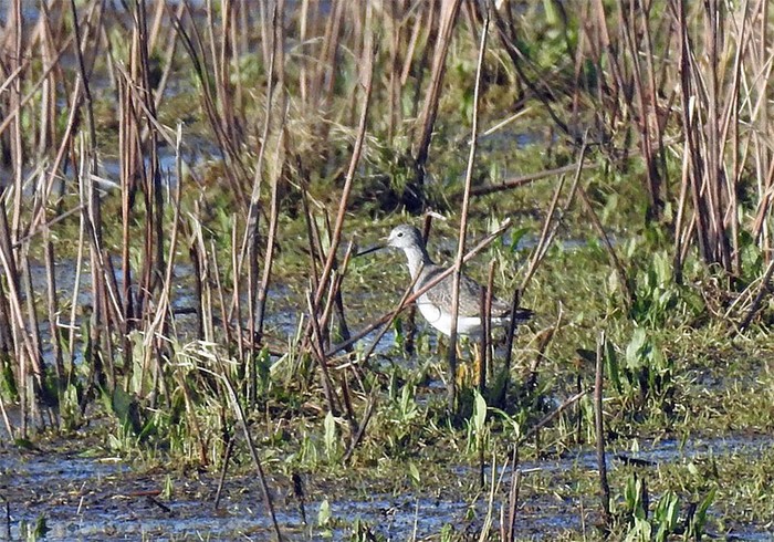 Lesser Yellowlegs