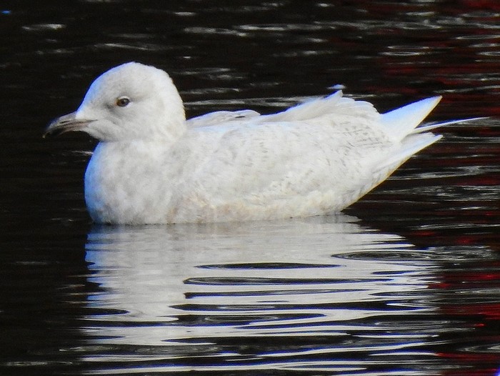 Iceland Gull