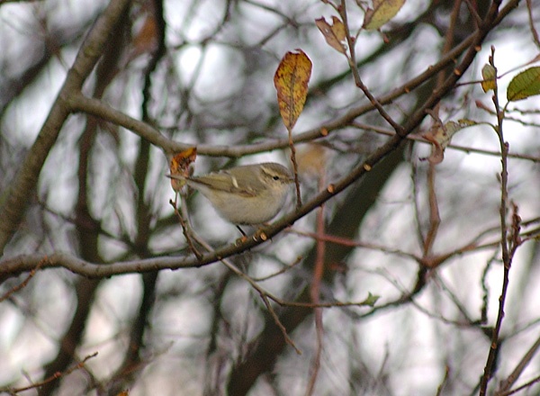 Hume's Yellow-browed Warbler