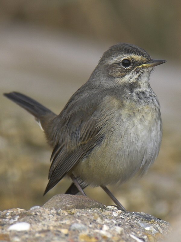 Bluethroat