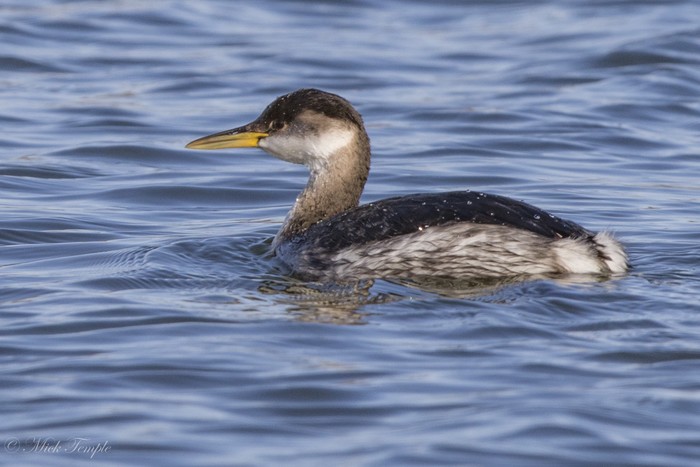 Red-necked Grebe