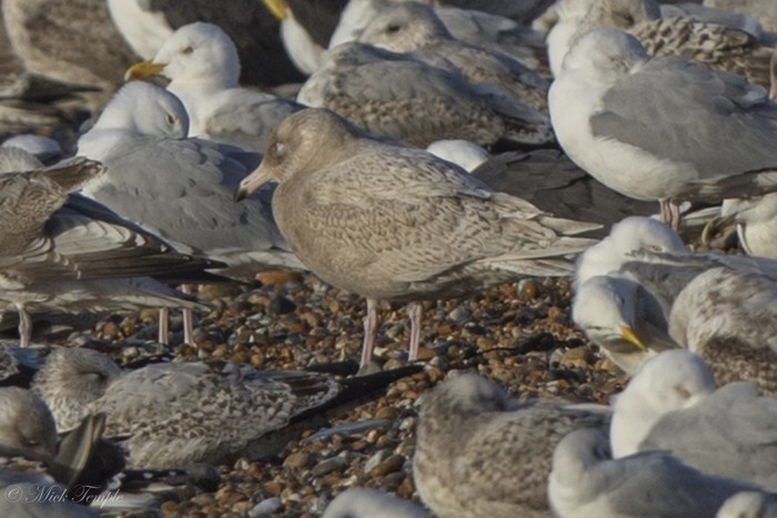 Glaucous Gull
