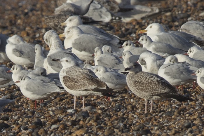 Caspian Gull
