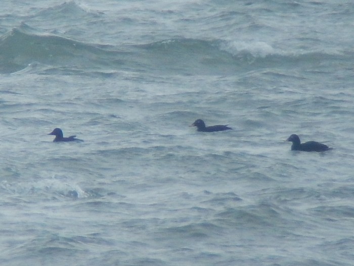 Velvet Scoter