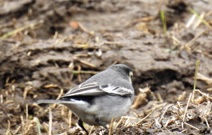 pied/white wagtail