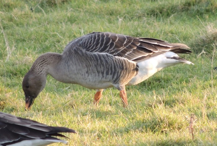 Tundra Bean Goose