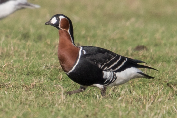 Red-breasted Goose