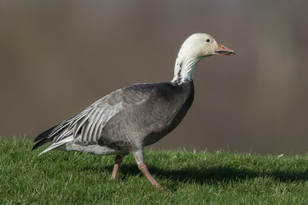Lesser Snow Goose
