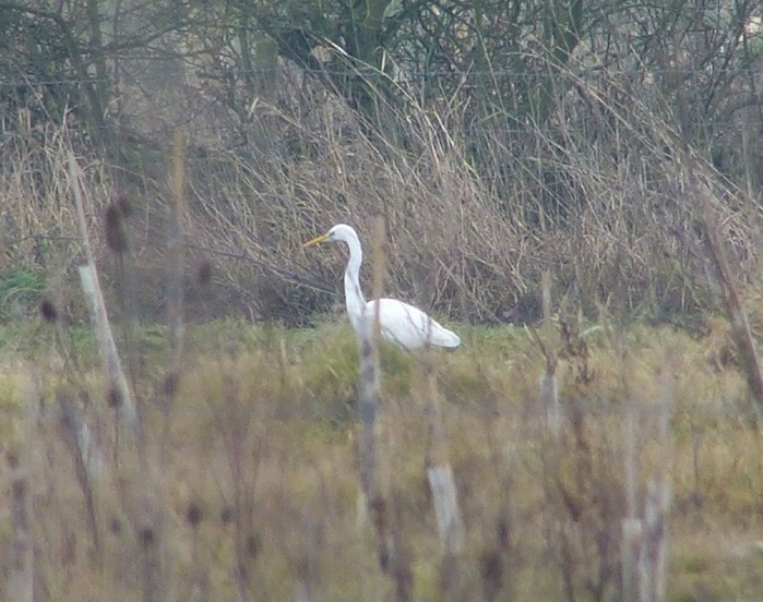 Great White Egret