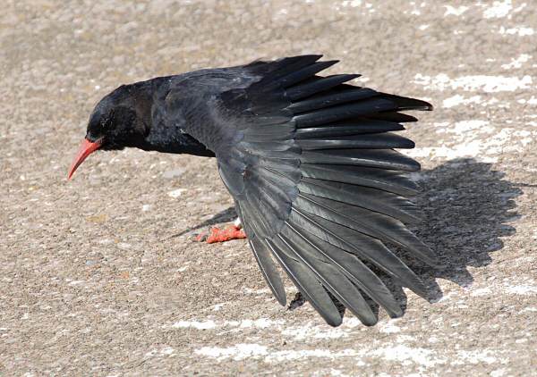 Chough