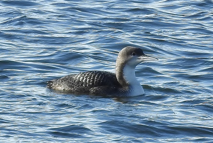 Pacific Diver