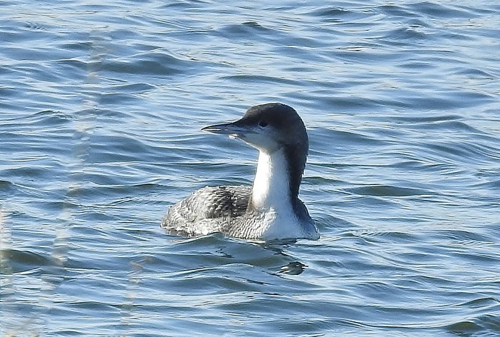 Pacific Diver