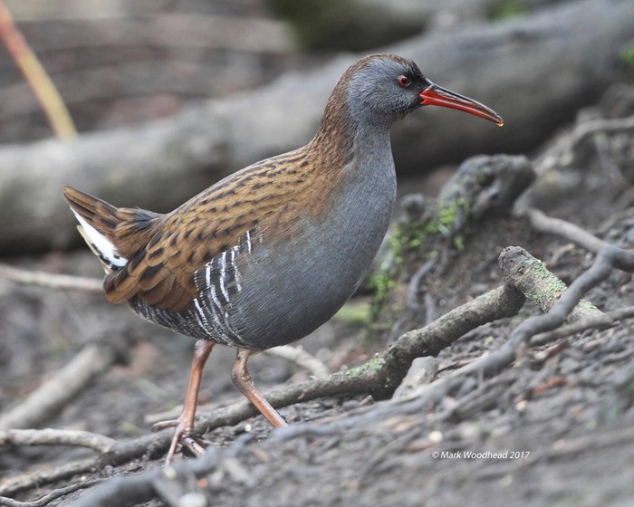 Water Rail