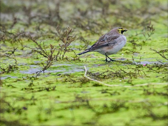 Shorelark