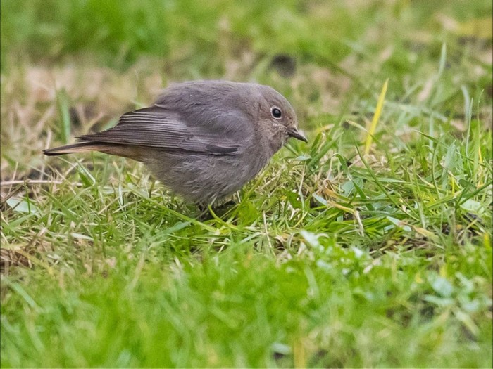 Black Redstart