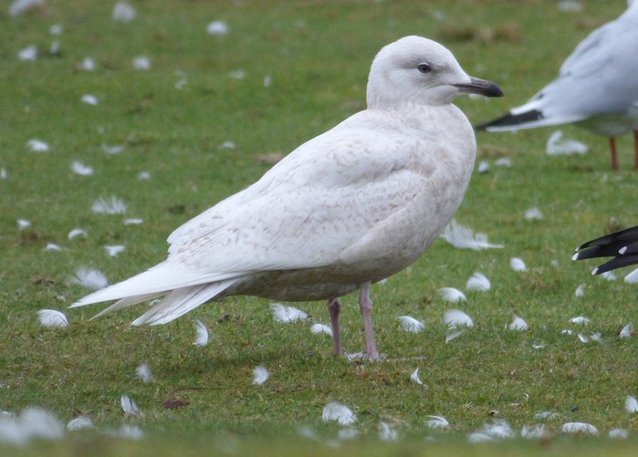 Iceland Gull