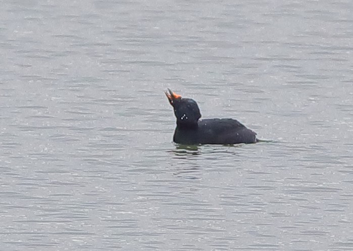 Common Scoter