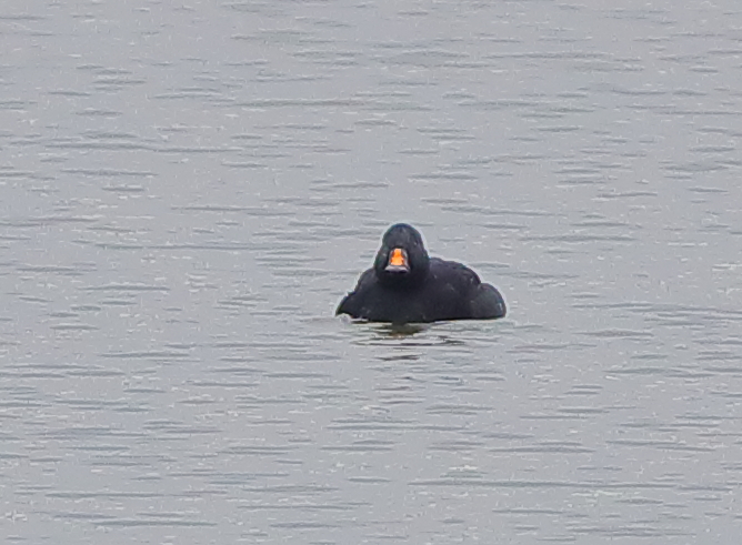 Common Scoter