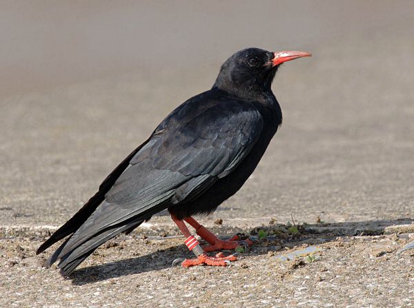 Chough