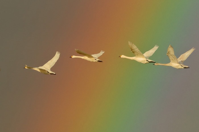Bewick's Swan