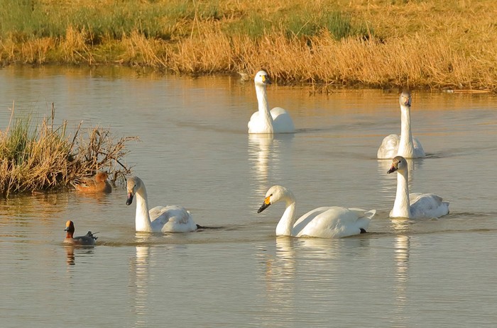 Bewick's Swan