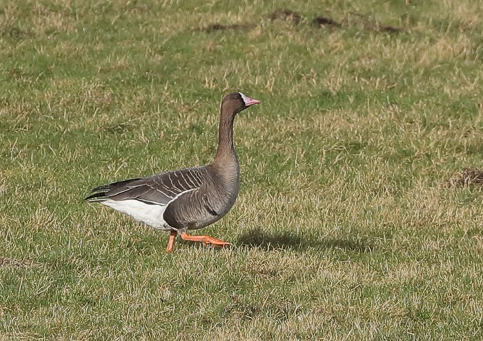 Russian White-fronted Goose