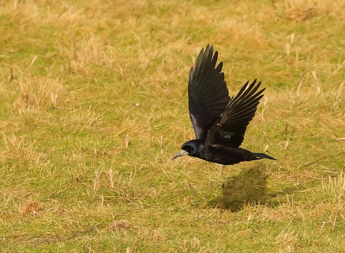 Rook