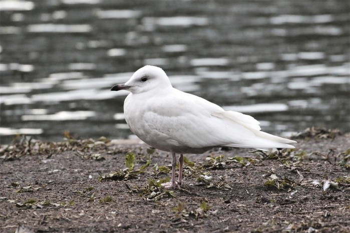 Iceland Gull
