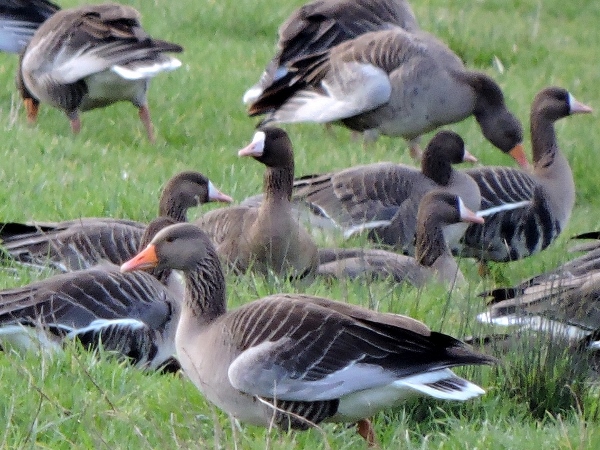 Russian White-fronted Goose