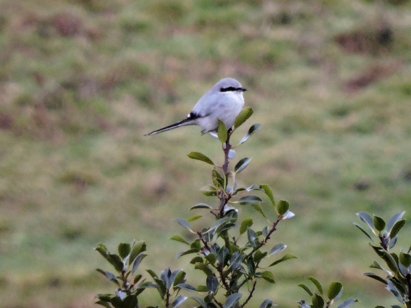 Great Grey Shrike