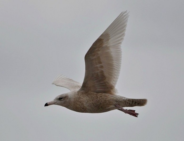 Glaucous Gull