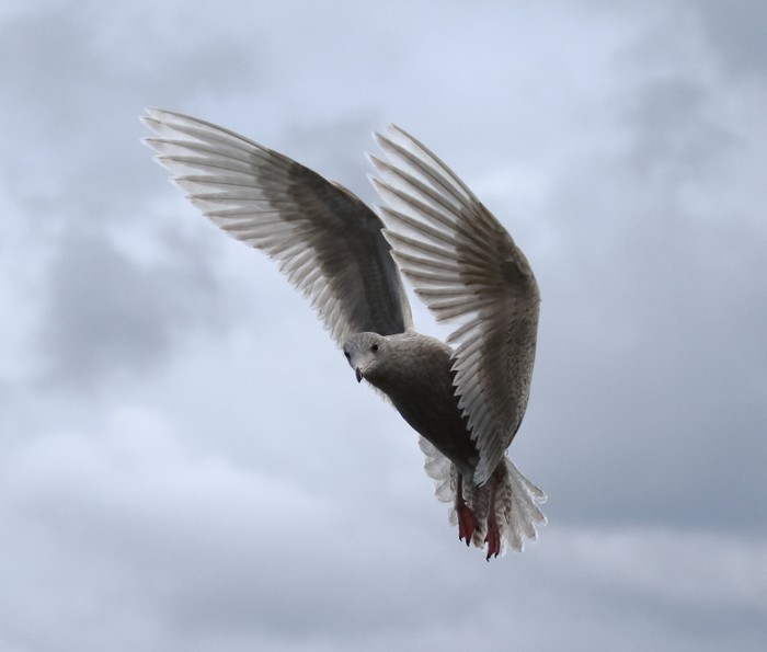 Glaucous Gull