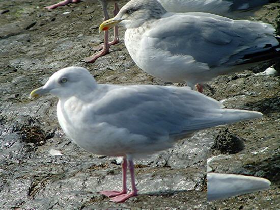 Kumlien's Gull