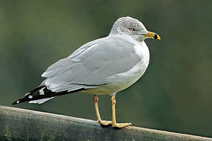 Ring-billed Gull