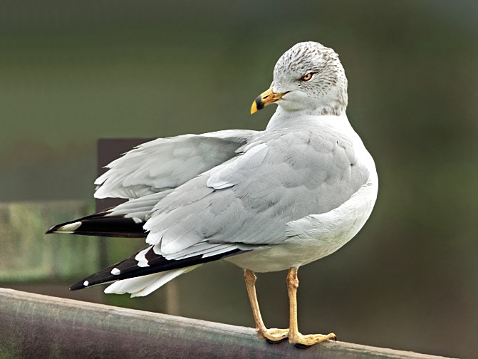Ring-billed Gull