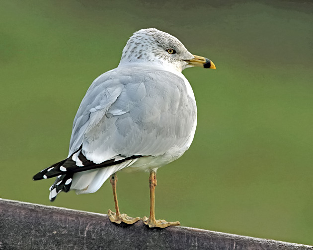 Ring-billed Gull